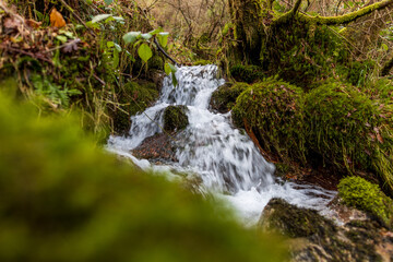 natural creek water running in a green and humid landscape