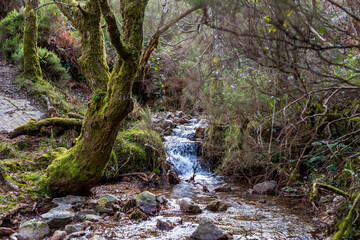 natural creek water running in a green and humid landscape