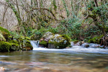 natural creek water running in a green and humid landscape