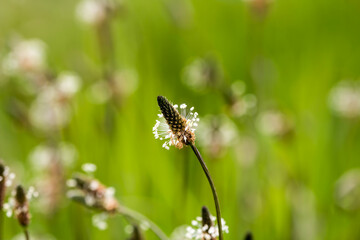 flowers in grass, spring in april