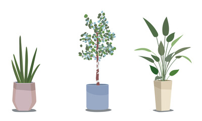 観葉植物_鉢植え