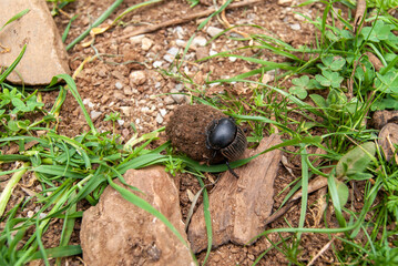 Scarabaeus laticollis o escarabajo pelotero, empujando una bola de excrementos con fines alimenticios. - obrazy, fototapety, plakaty