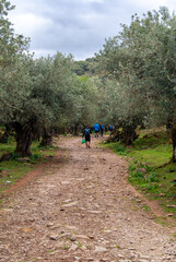 Senderistas andando por un camino entre olivares en un día nublado.