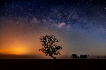 tree at sunset,sunrise sky milky way and star on dark background.with grain and select white balance.