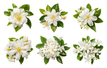 Isolated jasmine flowers on transparent background. Generative AI