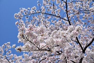 日本の桜