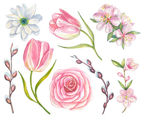 Spring watercolor set of pink roses, blooming apple tree branches, tulips, willow. Watercolor botanical illustration