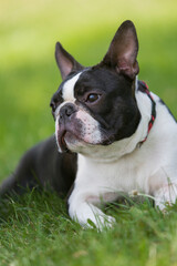 Outdoor head portrait of a purebred Boston Terrier puppy with cute facial expression.