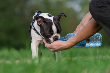 Fototapeta premium Young Boston Terrier drinks water from a bottle in his owner’s hand. It is very important to make the dogs drink regularly, we must find a solution even when we have no bowl.