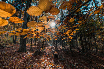 Yellow autumn leaves and sun rays near Mount Lysica in Holy Cross Mountains, Poland