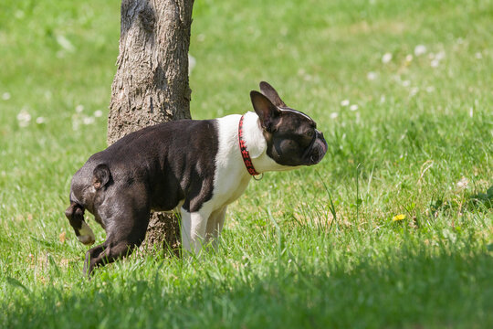 Boston Terrier male pees on a trunk of a tree. Young purebred Boston Terrier in a park during a walk.