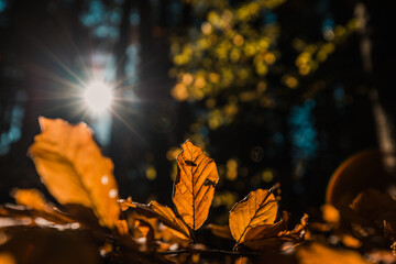 Yellow autumn leaves and sun rays near Mount Lysica in Holy Cross Mountains, Poland