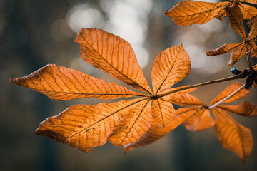 Beautiful autumn orange leaves in Lazienki Park, Warsaw, Poland 