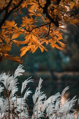 Beautiful autumn orange leaves and white ornamental grasses in Lazienki Park, Warsaw, Poland 