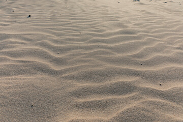 Fototapeta na wymiar Sand dunes at Baltic Sea in Poland