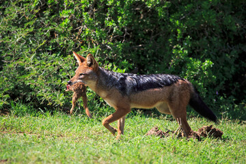 Black backed jackal with Mongoose