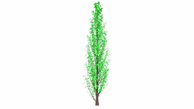 Green tree isolated on background