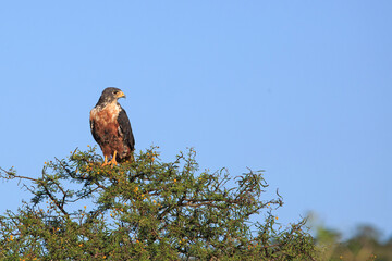 Buzzard