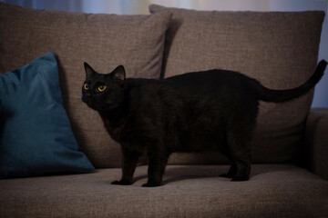 Obraz na płótnie Canvas black cat on couch in night
