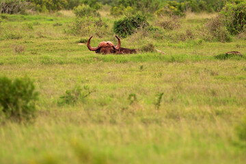 Hidden bathing buffalo
