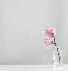 pink magnolia flowers in glass vase on white background