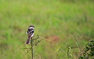 Juvenile fiscal shrike