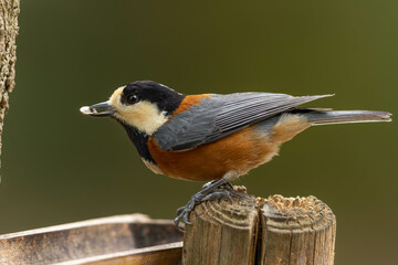 種をくわえて立ち去る寸前のヤマガラ