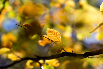 Beautiful colorful leaves in autumn.