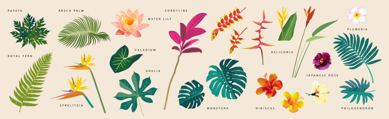 Vector flat style tropical leaves and flowers with names on beige background. Monstera, strelitzia, heliconia, hibiscus, areca palm, cordyline, lily, philodendron. Artistic botanical illustration © babayuka
