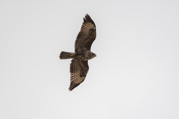 Common Buzzard in flight