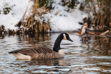 Canada Goose on a winter river