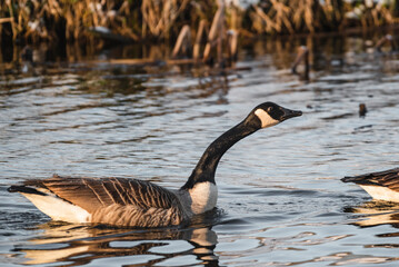 Canada Goose on a winter river