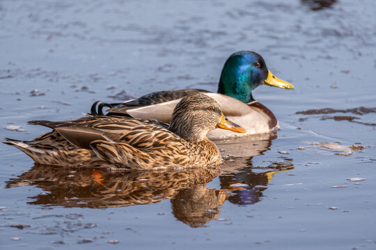 Ducks on the water in spring. Wild ducks are reflected in the water. Colorful bird feathers. A pond with ducks and drakes. Ducks feed on the surface of the water. Ducks eat food in water