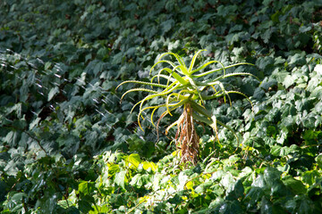 Aloe is a low-growing herbaceous plant in a bright green meadow in Turkey.