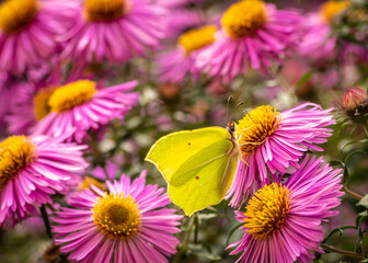 kwiaty jeżówki i żółty motyl cytrynek © Henryk Niestrój