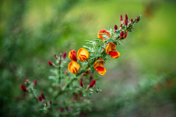 kwiatnący żarnowiec w ogrodzie kwiatowym