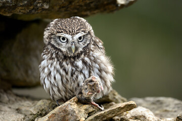 The common owl is preparing a snack.