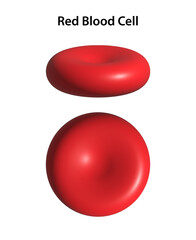 Red blood cell (RBC) or Erythrocyte