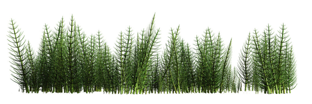 horsetails, patch of Equisetum isolated on transparent background banner   