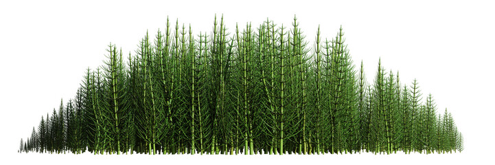 horsetails, Equisetum isolated on transparent background banner   