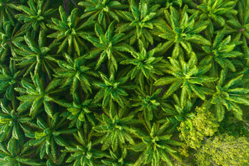 Naklejka na ściany i meble Top view of palm oil park Aerial view form drone