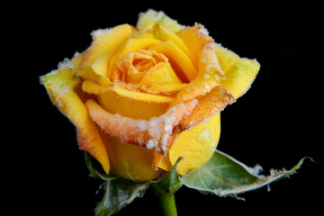 Naklejka na ściany i meble a yellow rose, blossom, frozen with ice, floral frost, frosted