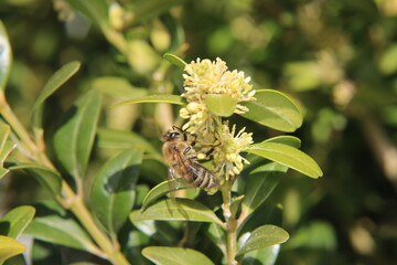 Honey bee collects nectar and pollinates the blossom