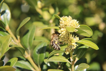 Honey bee collects nectar and pollinates the blossom