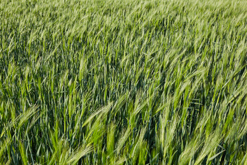 Export of grain from Ukraine during the food crisis - the preservation of the harvest in the war