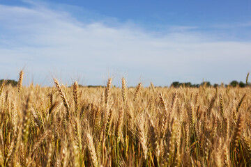 Export of grain from Ukraine during the food crisis - the preservation of the harvest in the war