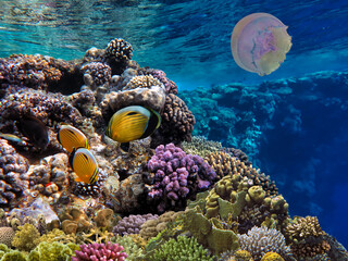 Fototapeta na wymiar Coral reef underwater with shoal tropical fish and marine life