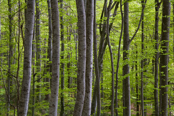 Fototapeta na wymiar Dense trees in forest, Transylvania, Romania