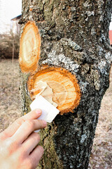 The man's hand lubricates the cut on the tree with a special solution. Processing of trees after...