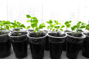 Growing sweet peppers for the garden in plastic cups on the windowsill in the apartment. Young seedlings of green peppers in cups. Home garden on the windowsill. Selective focus